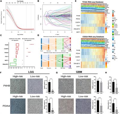 Comprehensive Analysis of the Clinical and Biological Significances of Endoplasmic Reticulum Stress in Diffuse Gliomas